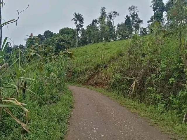 Finca Productiva de 24 Hectáreas en Caluma. en Venta — imagen 3