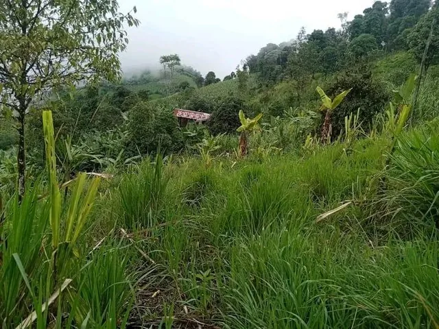 Finca Productiva de 24 Hectáreas en Caluma. en Venta — imagen 2