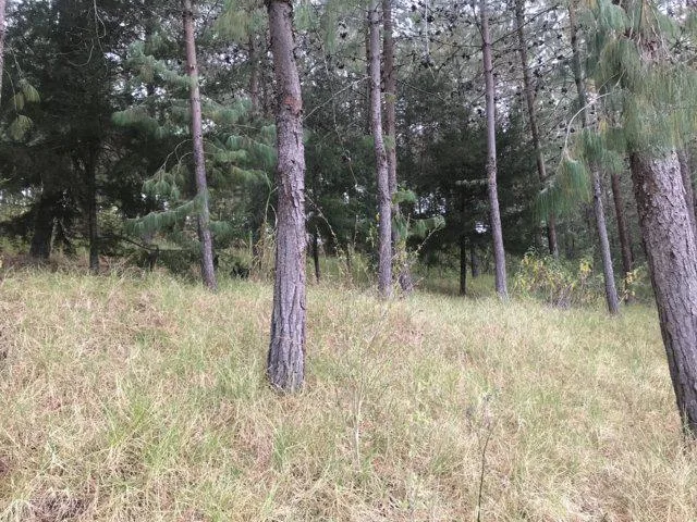 Excelente Finca en Venta con 14.740 M²t a 1 Km de Gualaceo, Azuay — imagen 2