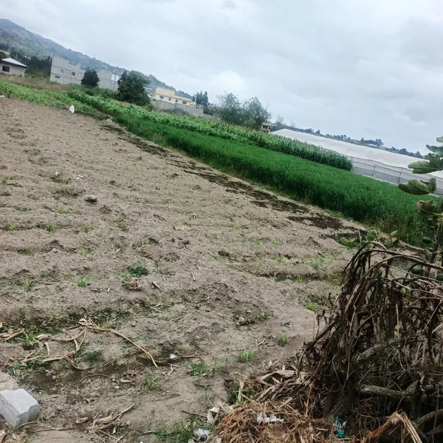 Terreno Plano Sector Martínez, Tungurahua — imagen 2