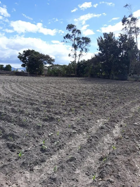 De Venta Hectárea de Terreno en Atuntaqui, Imbabura — imagen 2