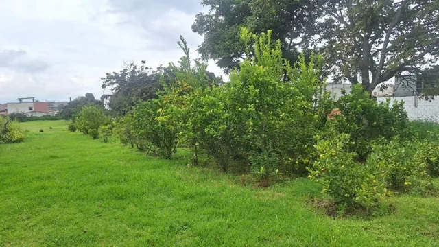 Venta Terreno Centro de Pifo — imagen 3