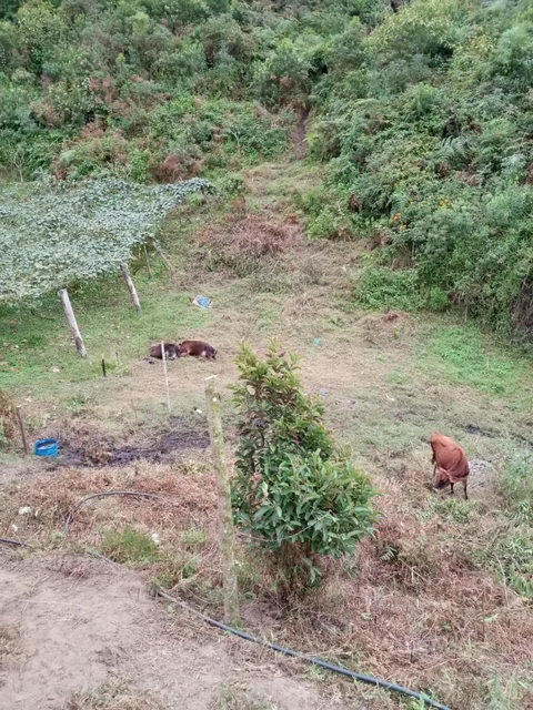 Vendo Terreno 18 Htras en El Valle de Intag Sector Barcelona Provincia Imbabura, Imbabura — imagen 3