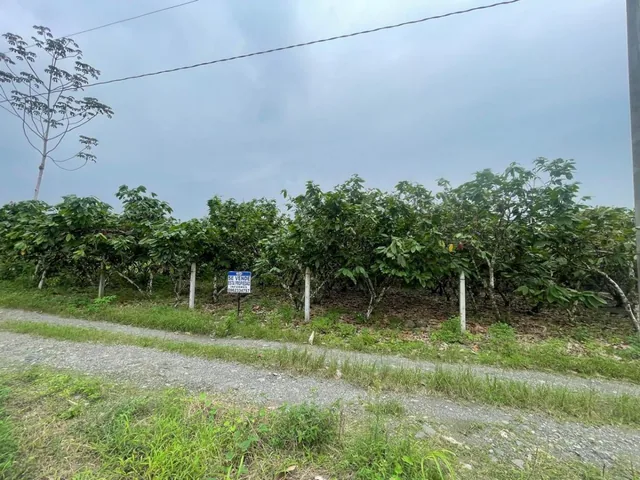 Vendo Terreno en El Cantón La Troncal — imagen 4