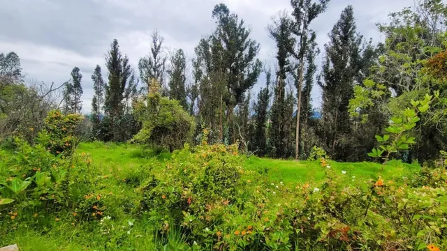 Venta Terreno 17.000 m² en Puembo, Factible Construir 5 Casas, con Regadío. Provincia de Pichincha — imagen 5