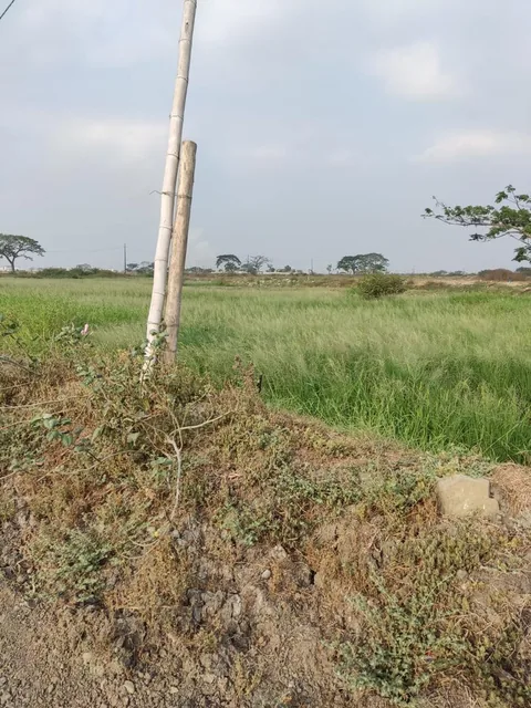 Vendo Terreno 1375 m², Hipódromo Buijo, Sector C, Guayas — imagen 5