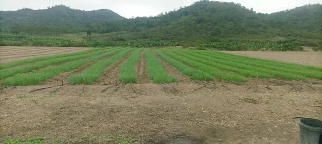 ¡Oportunidad de Inversión Agrícola! Finca en Venta – 114 Hectáreas Productivas, Manabí — imagen 4