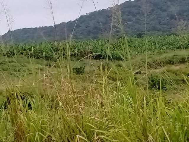 ¡Oportunidad de Inversión Agrícola! Finca en Venta – 114 Hectáreas Productivas, Manabí — imagen 3