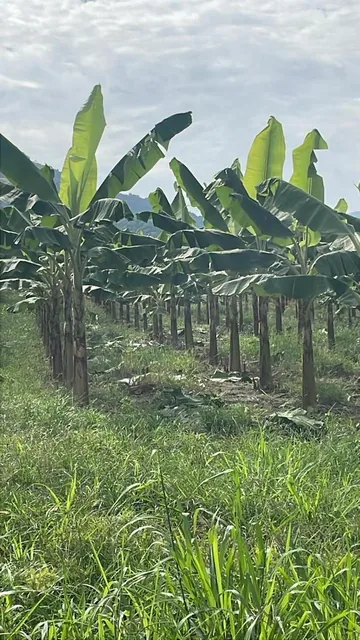¡Oportunidad de Inversión Agrícola! Finca en Venta – 114 Hectáreas Productivas, Manabí — imagen 2