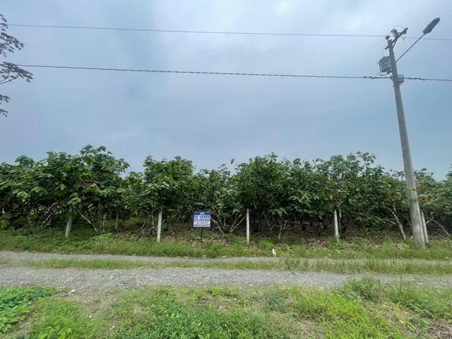 Vendo Terreno en El Cantón La Troncal — imagen 2