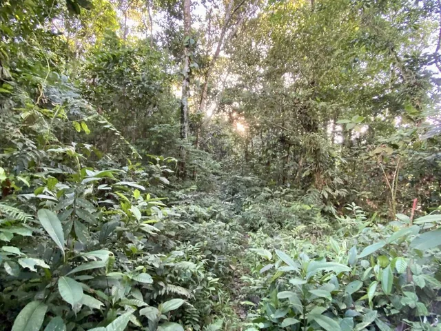 Vendo Terreno de 4.000 m² en El Puyo (Vía a Veracruz), Pastaza — imagen 3