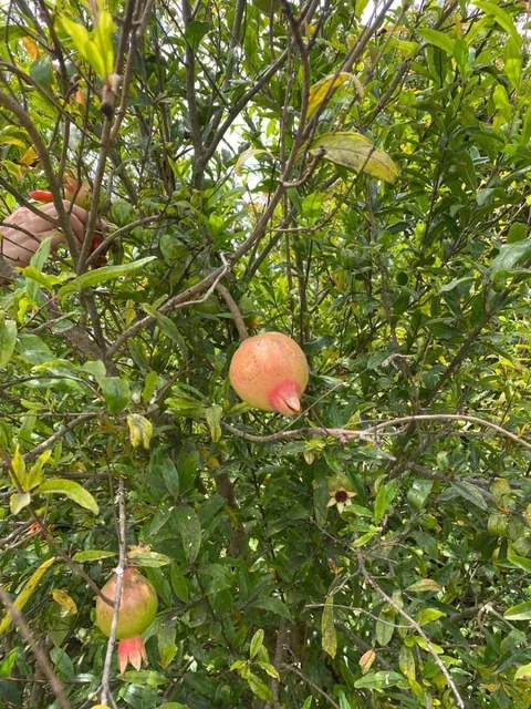 Venta Terreno en Guayllabamba — imagen 5