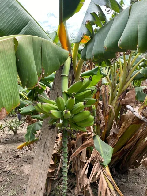 Venta Terreno en Guayllabamba — imagen 4
