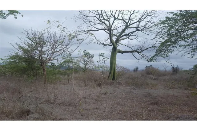 Terreno en Venta Los Bajos de La Palma Montecristi, Manabí — imagen 5