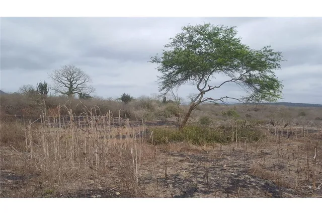 Terreno en Venta Los Bajos de La Palma Montecristi, Manabí — imagen 3