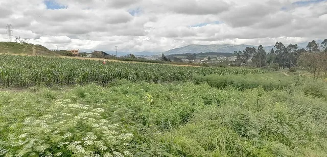 Terreno en Venta en Unamuncho Ambato. 4 Hectáreas. Tungurahua — imagen 4