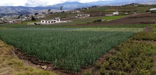 Lote en Venta en Samanga. Tungurahua — imagen 2