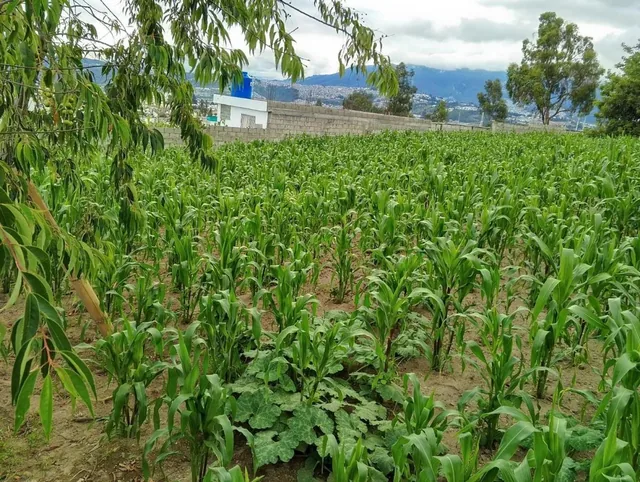 Terreno en San José de Morán — imagen 4