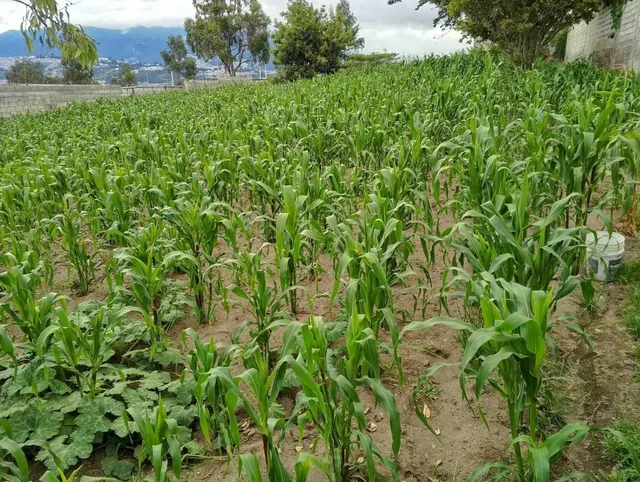 Terreno en San José de Morán — imagen 3