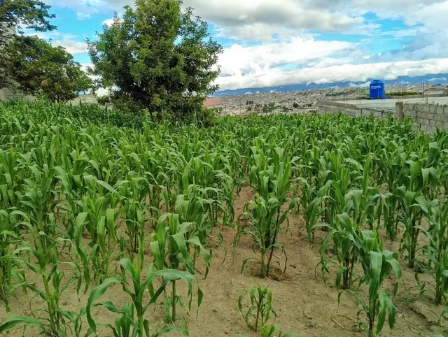 Terreno en San José de Morán — imagen 2