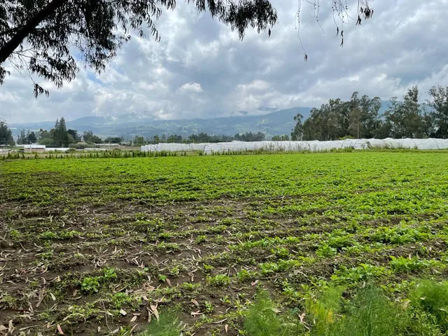 En Venta Terreno 6.4 Has, Via Al Aeropuerto, Sector, Sector Tabalela — imagen 3