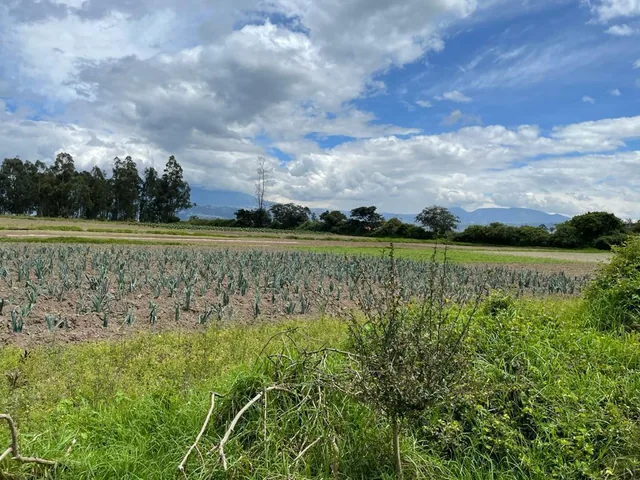 En Venta Terreno 6.4 Has, Via Al Aeropuerto, Sector, Sector Tabalela — imagen 2