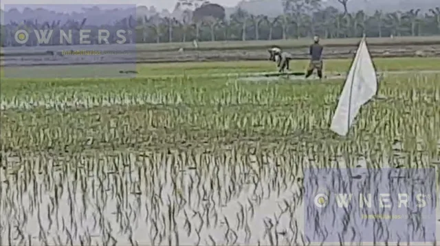 Venta Propiedad Agricola Ricaurte (Vm), Los Ríos — imagen 2