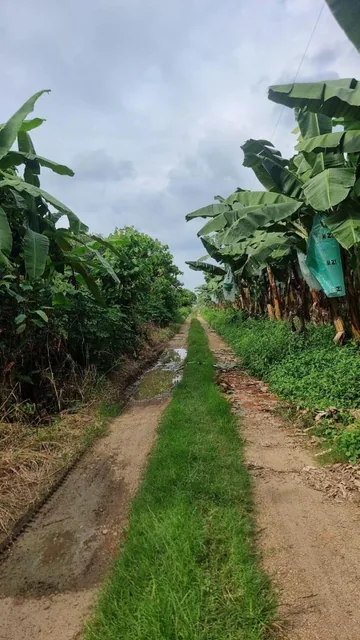 Terreno en Venta en Milagro Ings, Guayas — imagen 3