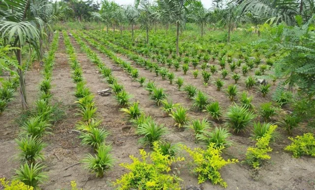 Vendo Terreno Agrícola en Milagro Vía a Naranjito, Ings. Guayas — imagen 5