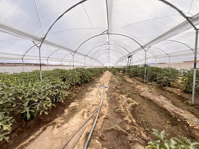 Terreno 2117 m² de Venta en Puembo Sector La Gruta — imagen 4