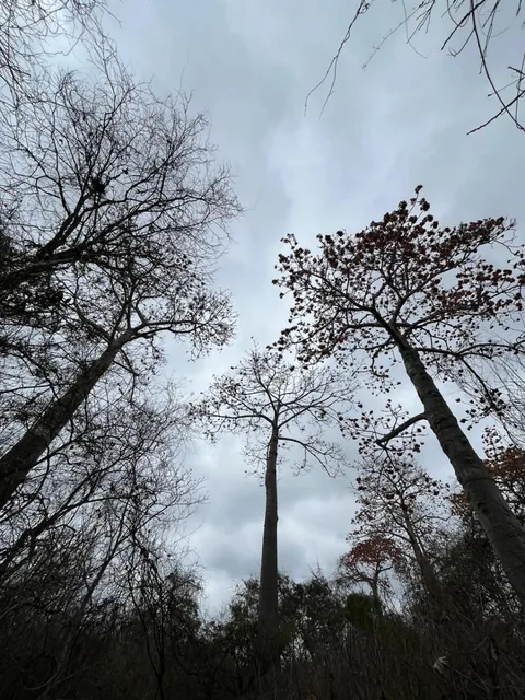 Vendo Terreno Agroforestal en El Sector de Santa Elena — imagen 2