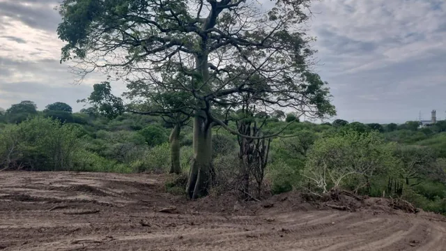 Macrolote, Manabí — imagen 4