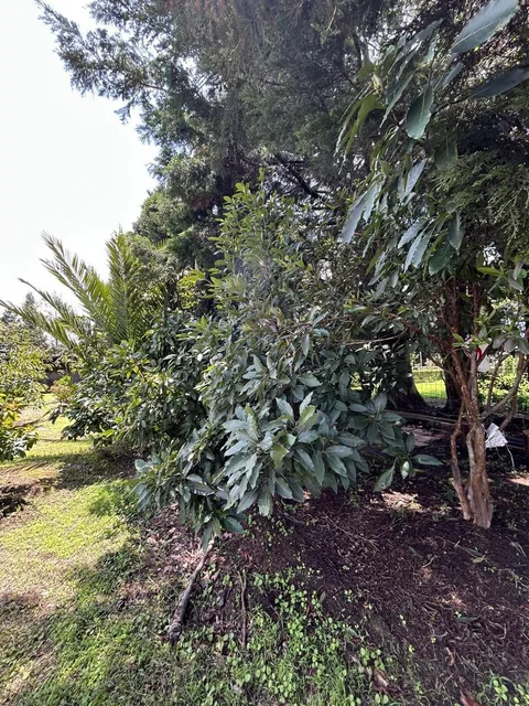 Tereno Para Finca Vacacional — imagen 3