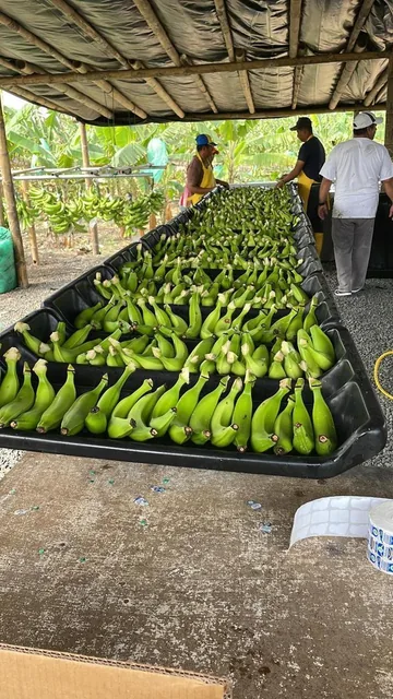 ¡Oportunidad de Inversión Agrícola! Finca en Venta – 74 Hectáreas Productivas, Manabí — imagen 5