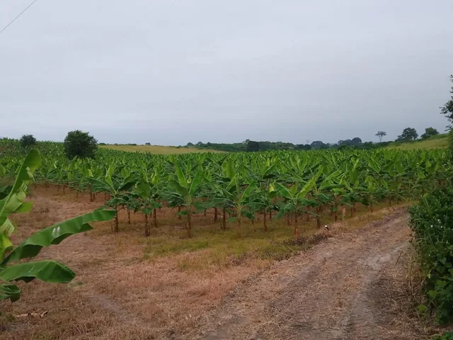 ¡Oportunidad de Inversión Agrícola! Finca en Venta – 74 Hectáreas Productivas, Manabí — imagen 2
