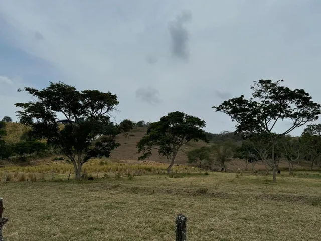 Terreno Agricola y Ganadería de Venta en Tosagua C/p, Manabí — imagen 5