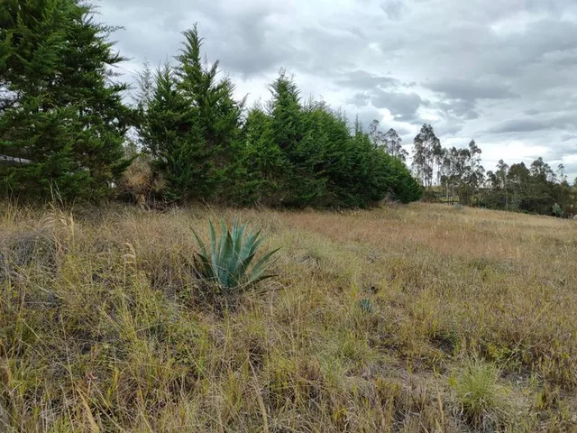 Vendo Terreno de 26000 m² en La Tolita a 1 Km de La Ruta Viva, Gran Vista — imagen 5