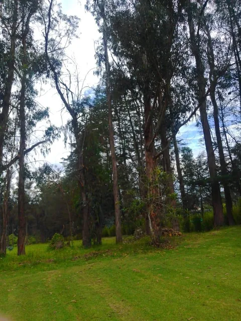 Se Vende Hacienda Guayllabamba, 17 Has 170.000 m² Varias Casas — imagen 4