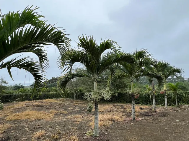 Terreno Vista Al Mar Ayampe, Manabí — imagen 4