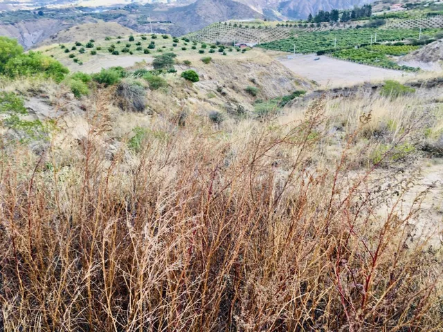 Jal. Venta Terreno Cerca a Guayllabamba 10.000 m² 120 Árboles de Aguacate — imagen 4