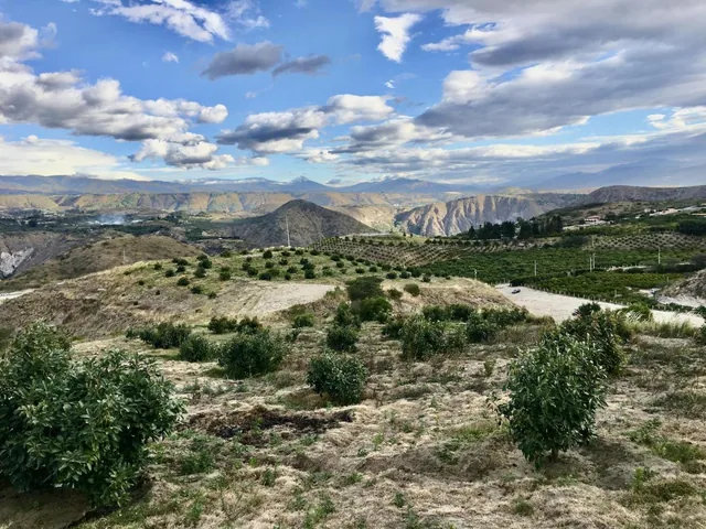 Jal. Venta Terreno Cerca a Guayllabamba 10.000 m² 120 Árboles de Aguacate — imagen 3