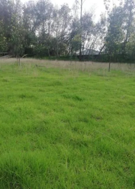 Terreno en Pifo — imagen 5