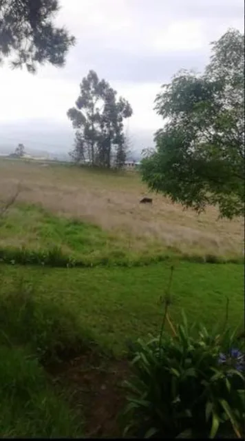 Terreno en Pifo — imagen 4