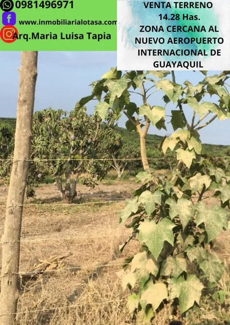 Venta Terreno 14.28 Has Via Gquil - Salinas, Sector Chongon, Guayas — imagen 5