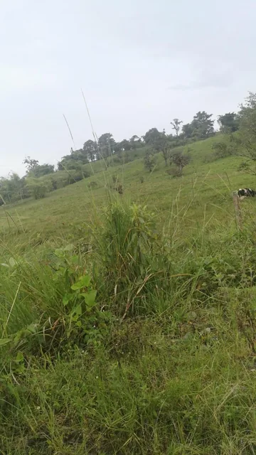 Vendo Terreno en Borja - 2 Hc San Jose, Napo — imagen 5