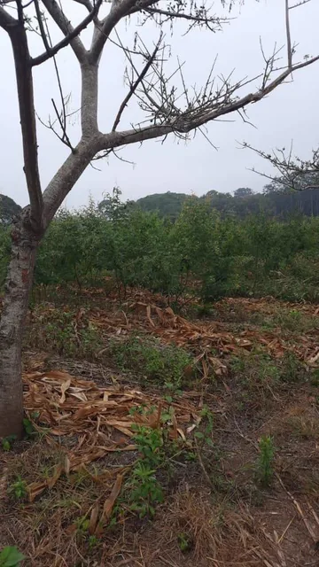 Se Vende Terreno de Cultivos en Babahoyo Ventanas, Guayas — imagen 4