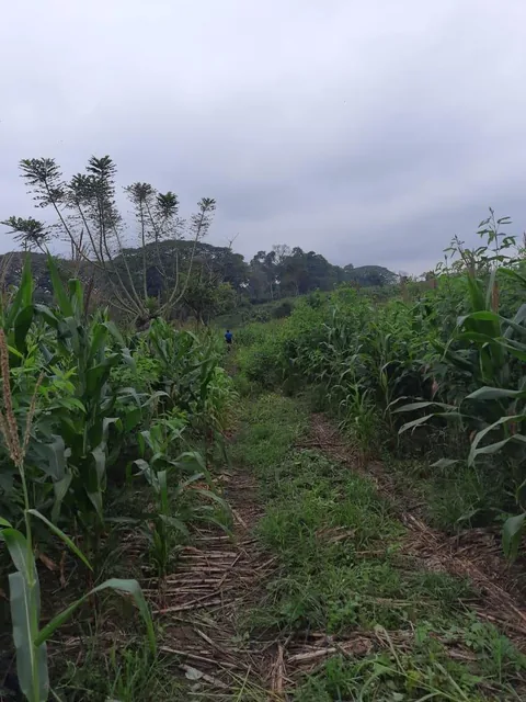 Se Vende Terreno de Cultivos en Babahoyo Ventanas, Guayas — imagen 2
