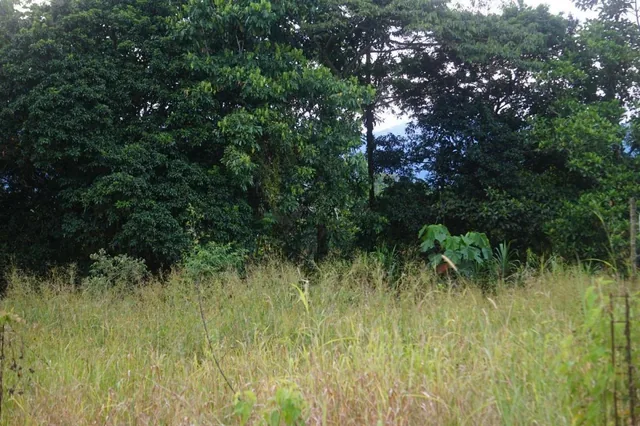 Tena - Vendo Terreno - Sector Rio Tena - Las Yerbitas, Napo — imagen 5
