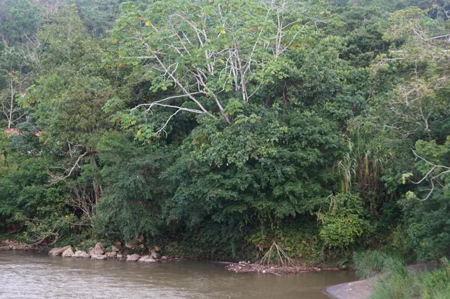 Tena - Vendo Terreno - Sector Rio Tena - Las Yerbitas, Napo — imagen 2