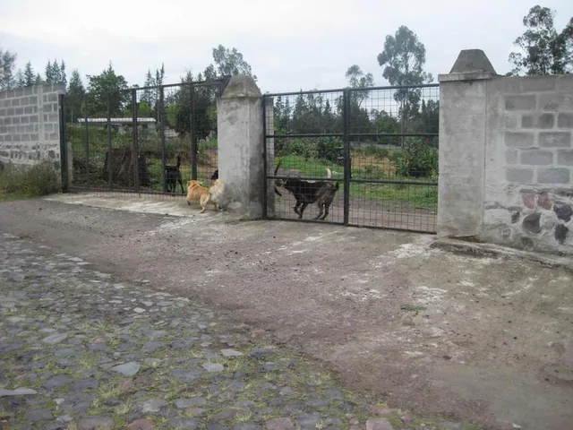 Terreno Venta Puembo, 5 Hectáreas — imagen 2
